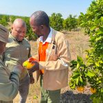 Toppick Citrus Farm, A Tale Of Dust To Green…then Orange