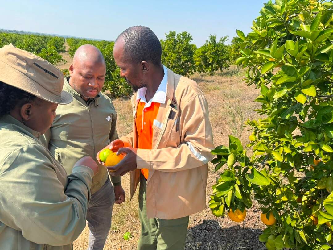 Toppick Citrus Farm, A Tale Of Dust To Green…then Orange