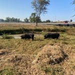 Municipality Takes Aim at Roaming Goats and Pigs