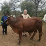 Beitbridge Safari Hunter Donates Bull To Community
